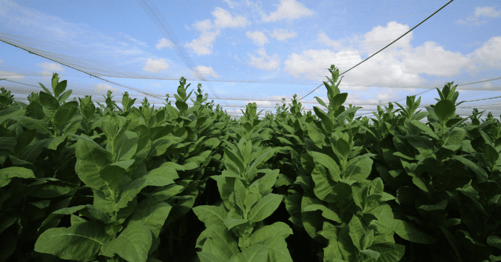 Tobacco growing in the field under a shade screen